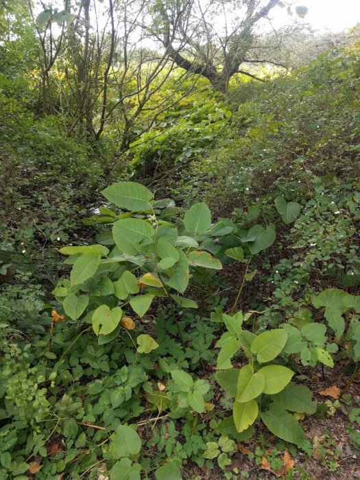 Skogsparti med gröna lövverk och olika växtbestånd, överplanterat område med tät vegetation.