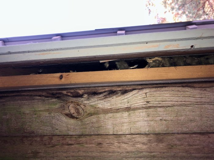 Öppen takfot med synligt isoleringsmaterial som kan vara tillträdesväg för skadedjur och insekter.