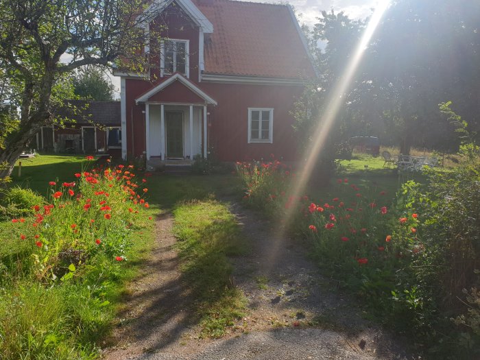 Röd stuga med vit dörr och fönsterkarmar, grusgång och blommande röda blommor i trädgården.