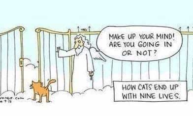 Tecknad bild av en katt vid himmelens port med texten "Make up your mind! Are you going in or not?" och undertext "How cats end up with nine lives.