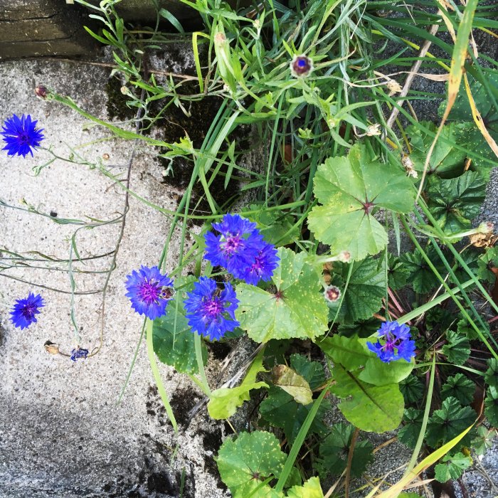 Blå blommor och gröna blad på höstkant i en trädgård, mot betongunderlag.