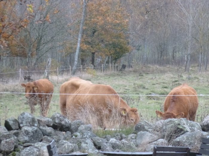 Tre kor som betar bakom ett stängsel på en äng med stenröse i förgrunden.