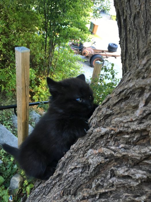 Svart kattunge klättrar på trädstam utomhus med grönska och en vagn i bakgrunden.