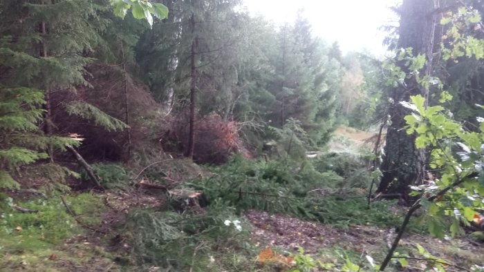 Skogsyta med omkullfallna träd och grenar, skadad genom intrång nära en fastighetsgräns.