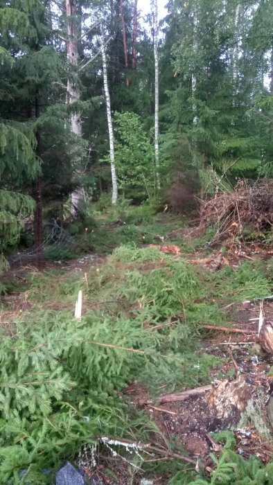 Skogsmark med nerfallna grenar och avverkade småträd vid en fastighetsgräns.