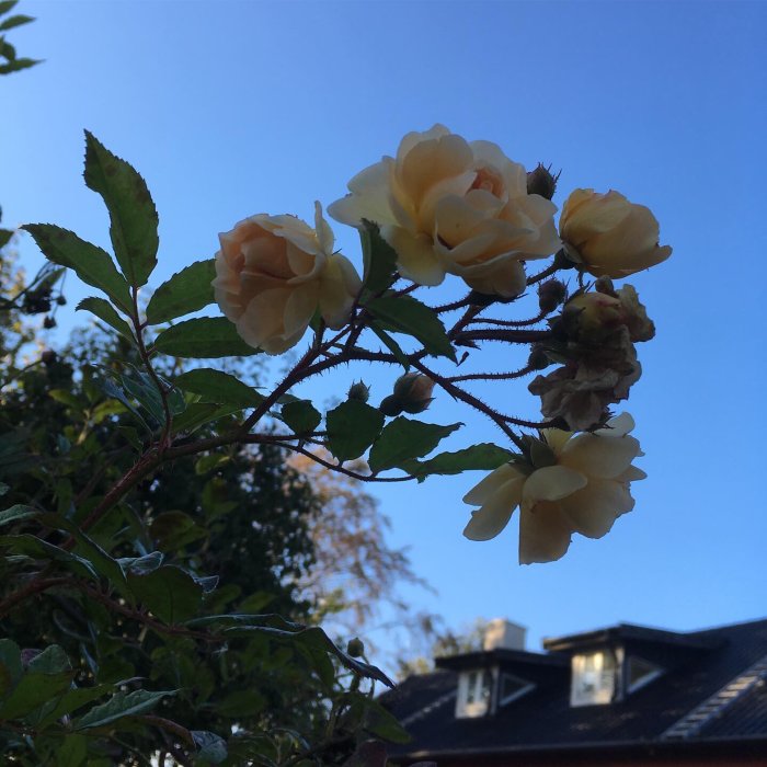 Grena rosor i förgrunden med en blå himmel och ett hus med takfönster i bakgrunden.