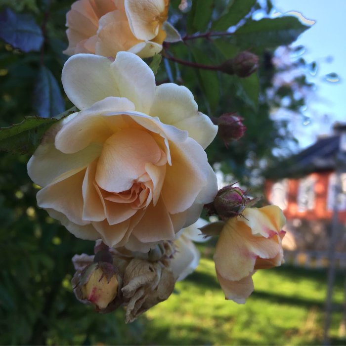 Närbild av gulrosor med both levande och vissna blommor framför oskarp bakgrund med hus.