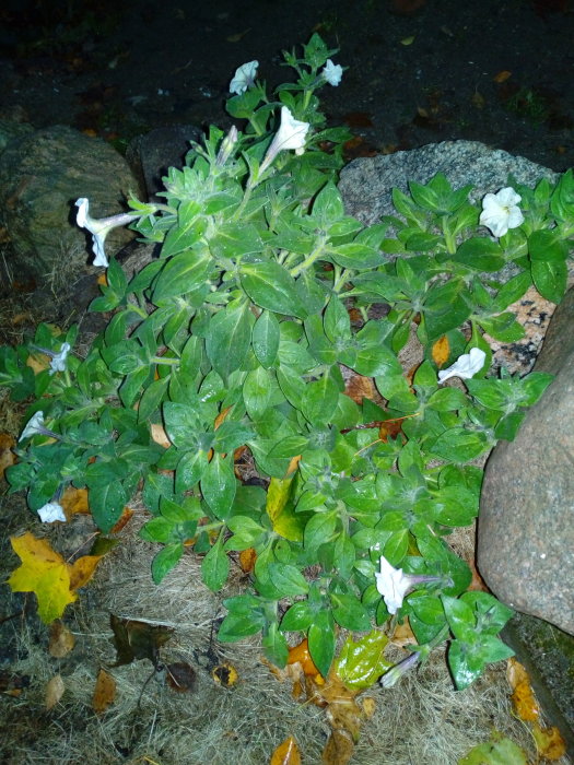 Grön växt med vita blommor och stora blad omgiven av stenar och höstlöv på marken.