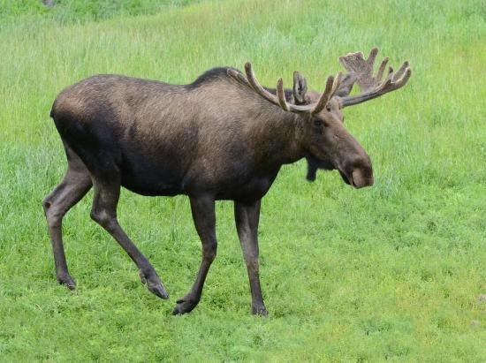 En älg som vandrar i en grönskande äng, ordvitsen associerar till älg och musik.