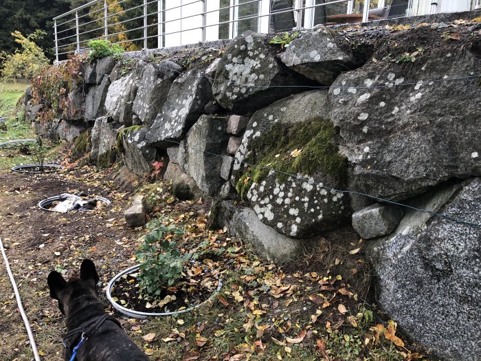 Skadad naturstenmur med synliga tomrum mellan stora stenar, omgiven av höstlöv och en hunds huvud i förgrunden.