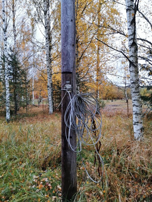 En nedklippt knippe med telefonkablar hänger löst från en trästolpe i ett skogsbryn med höstfärgade lövträd i bakgrunden.