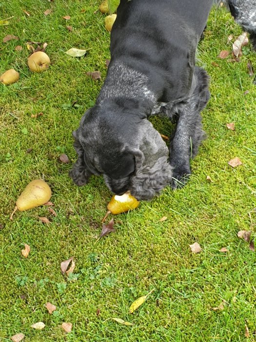 Hund som äter ett päron på en gräsmatta med fler fallna päron runtomkring.