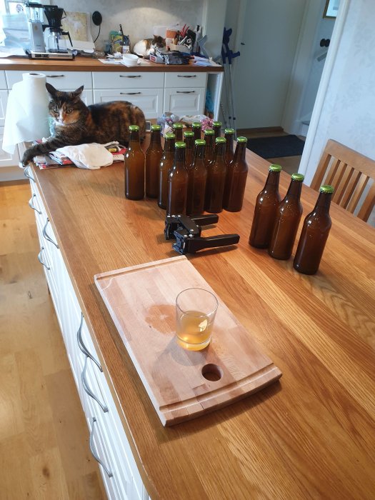 Flaskor med hemmagjord cider på ett bord, en katt ligger på en diskhandduk och ett glas cider framför.