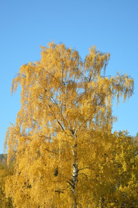 Björkträd med gul lövverk mot klarblå himmel under hösten.