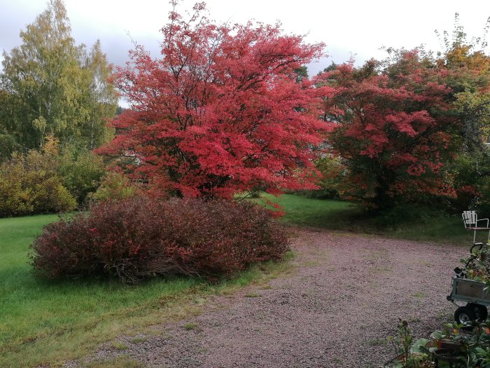 Röda och gröna trädkronor i höstens fulla färgprakt mot en gråmulen himmel.