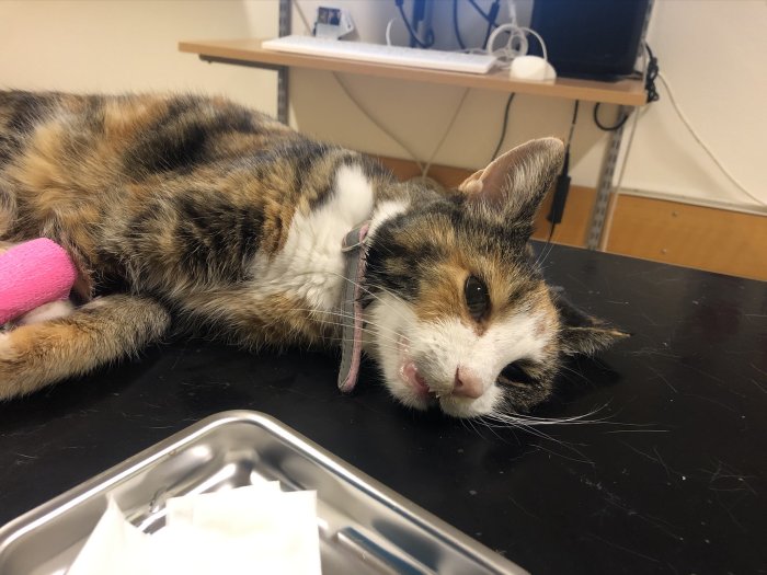 Katt med svullen tunga ligger på ett veterinärbord med bandage runt ena tassen.