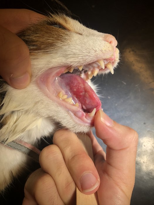 Katts öppna mun som visar en svullen tunga med potentiell brännskada.