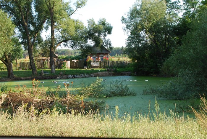 Idylliskt landskap i Pisky nära Tjernobyl med gröna träd, en damm och ett hus med blomdekorationer.