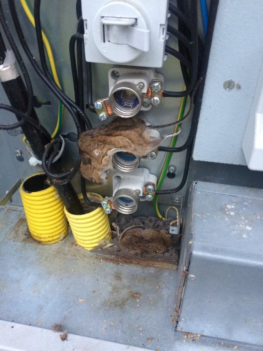 Elutrustningslåda med döda gnagare bland kablar och genomföringar.