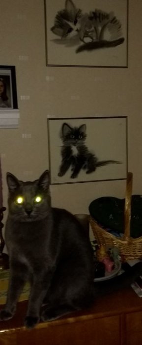 Grå katt med lysande ögon framför teckningar av katter, suddig bild på grund av blixt.