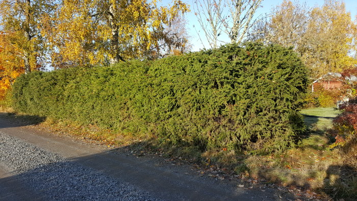 En bred och hög granhäck längs en grusväg med höstfärgade träd i bakgrunden.