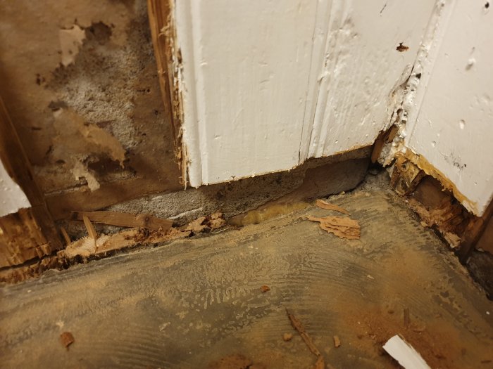 Skadat trä och gångar i väggen vid kontakt med betong, misstänkt insektsangrepp.