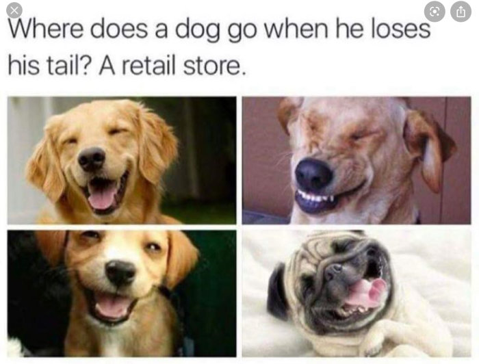 Collage av fyra hundar som ler, skämt om hundar och svansar i text ovanför.