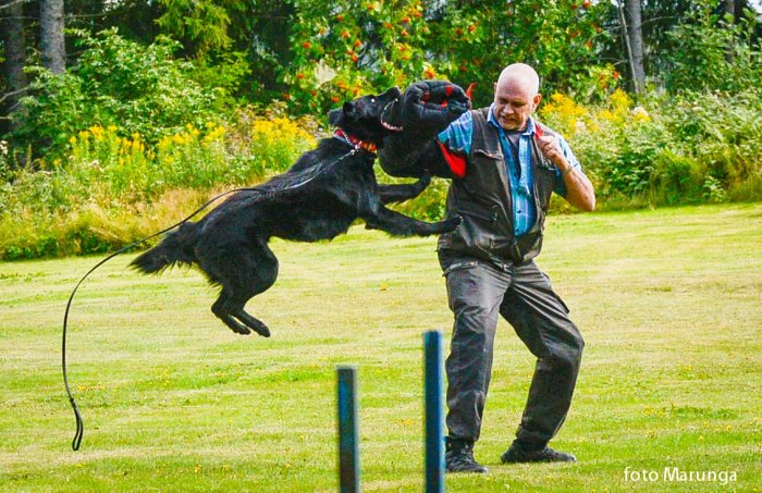 Svart hund hoppar och biter i skyddsärm hållen av en man på en gräsmatta.