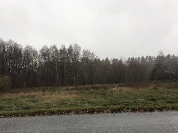 Överblick av en skogstomt med träd och buskar sett från en väg, under en grå, molntung himmel.