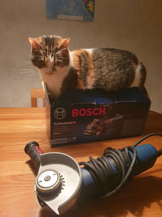 Katt sitter på en kartong med en Bosch vinkelslip framför sig på ett bord.