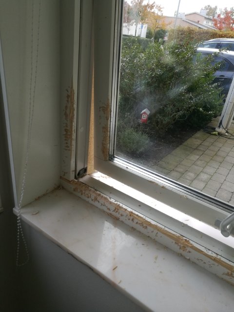 Skadade fönsterlister med bitmärken och flagnad färg vid ett hörnfönster med utsikt över en trädgård.