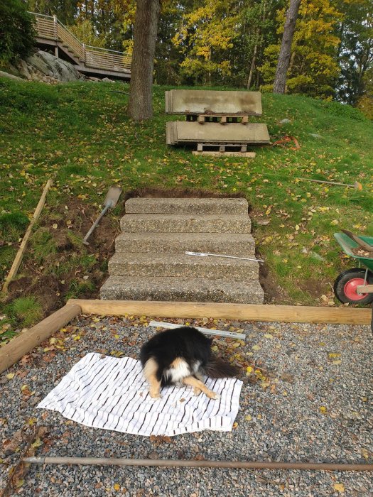 Nybyggd trädgårdstrappa av återanvända betongsteg med hund på arbetsplatsen.