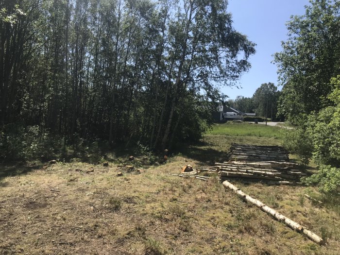 Nyligen avverkad skog med staplad ved och trädstubbar på en solig klarvädret dag.