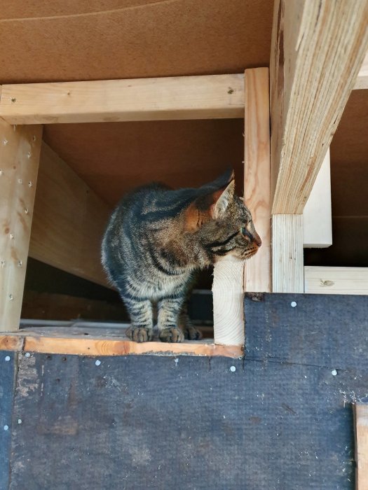 Katt utforskar takkonstruktion i ett hus under renovering.