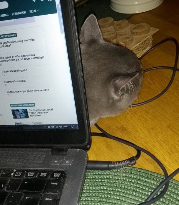 Katt tryckt bakom en datorskärm med fokus på forum på skärmen.