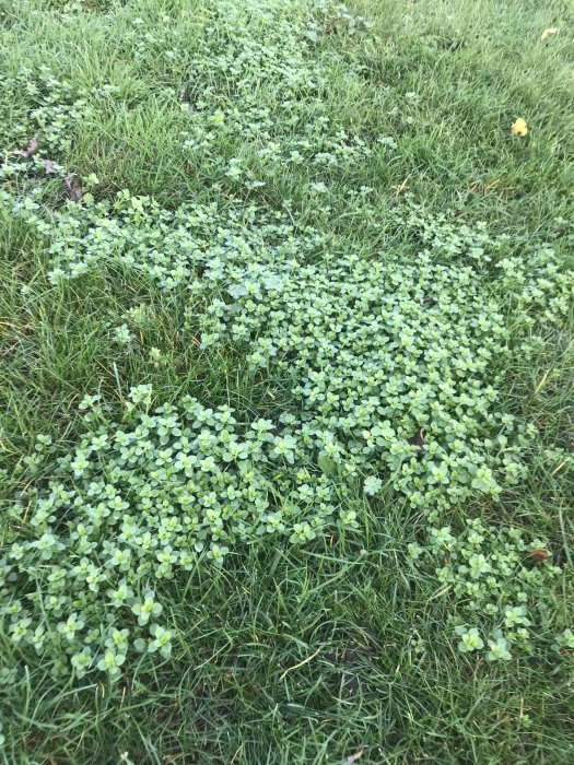 Gräsmatta med invasiv tillväxt av ljusgrönt, tätt växande ogräs som stör den jämnare, mörkare gröna gräsytan.