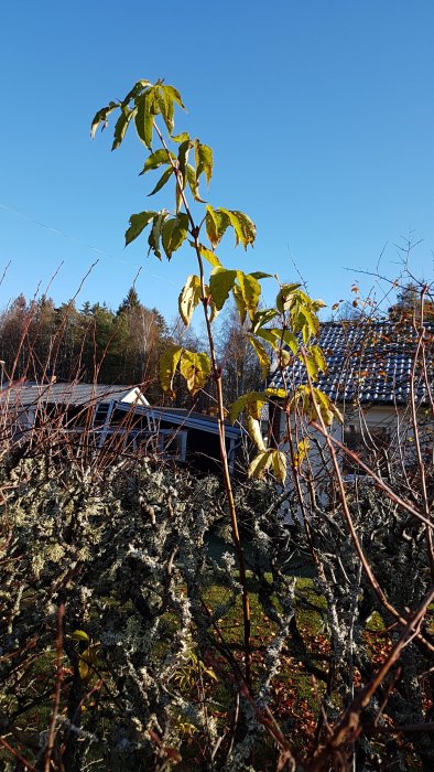 Växt med gröna och gulnade löv sticker upp bland en häck mot en bakgrund av en villa och blå himmel.