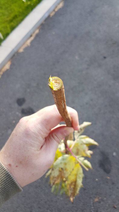 Hand håller avklippt gren med gula löv som kan vara parkslide.