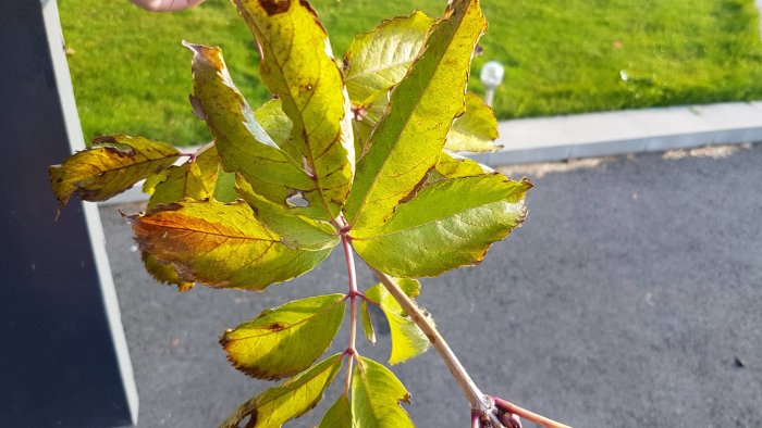 Bladgren med gula och gröna blad, möjlig parkslide, i förgrunden mot oskarp gräsmatta.