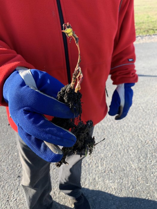 Person i röd jacka håller en planta med rötter, möjlig parkslide, som grävts upp från gräsmatta.