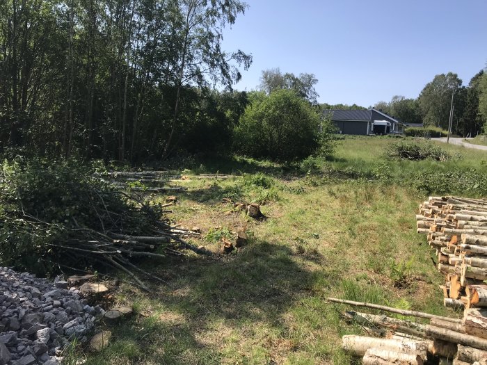 Nyligen fällda träd och grenhögar i en trädgård, med hopstaplade vedträn i förgrunden och hus i bakgrunden.