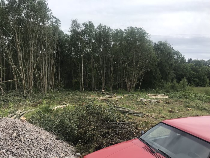 Fält med nyligen fällda träd och avverkningsrester, omgivet av stående skog och en röd bil i förgrunden.