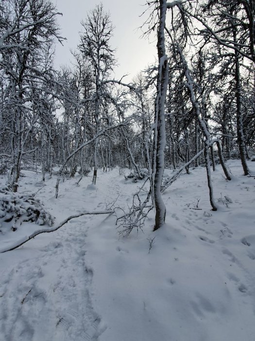 Skog med snötäckta träd och mark, fotspår i snön, vinterlandskap.