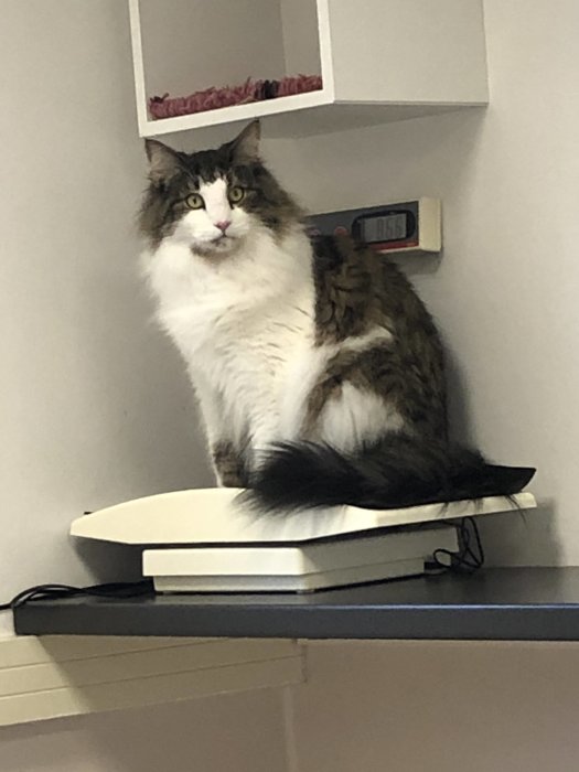 Norsk skogkatt Doris som sitter på en veterinärvåg och ser ut över rummet.