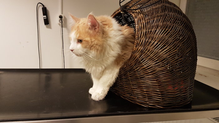 Rödvit katt halvt utanför en korg på veterinärens undersökningsbord.