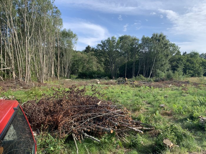 Röjt område med högar av kvistar och en röd bilshörna i förgrunden, skog i bakgrunden.