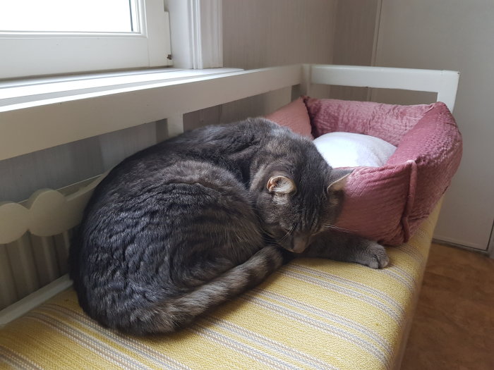 En katt sover bredvid en tom kattbädd placerad på en gul soffa invid ett fönster.