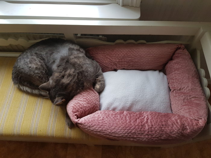 Katt som sover intill en tom rosa kattbädd istället för i den.