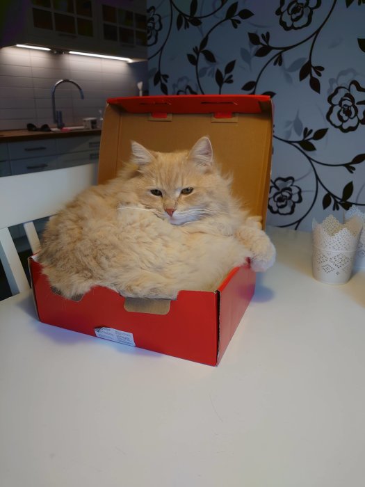 Fluffig orange katt som ligger i en liten röd kartong på ett köksbord.