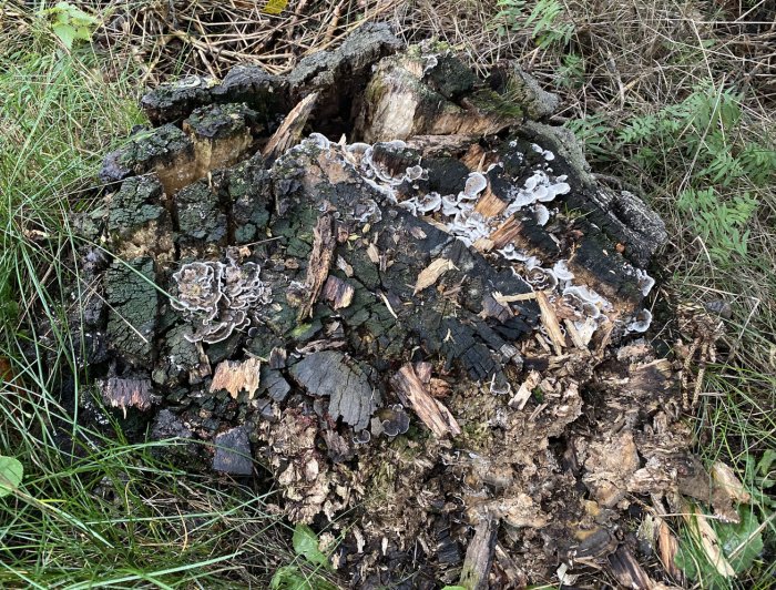 Förmultnad björkstubb med svampväxt i en skogsmiljö.